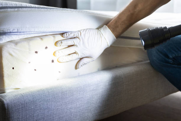 Best Wasp Removal Services  in Sully Square, VA