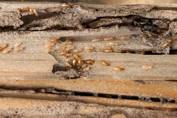 Best Ant Control Services  in Sully Square, VA
